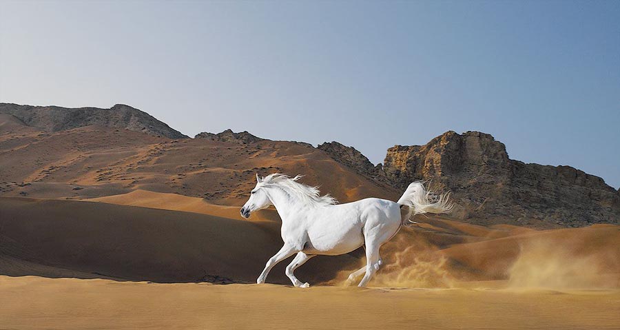 Horsei 4      Equus