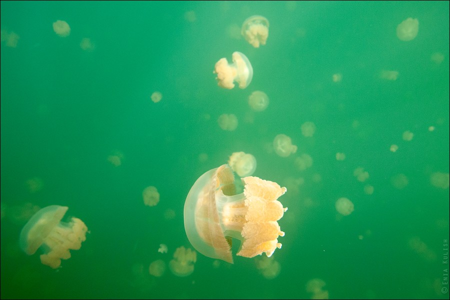 JellyfishLake18  