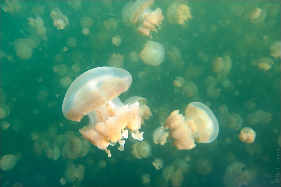 JellyfishLake30  