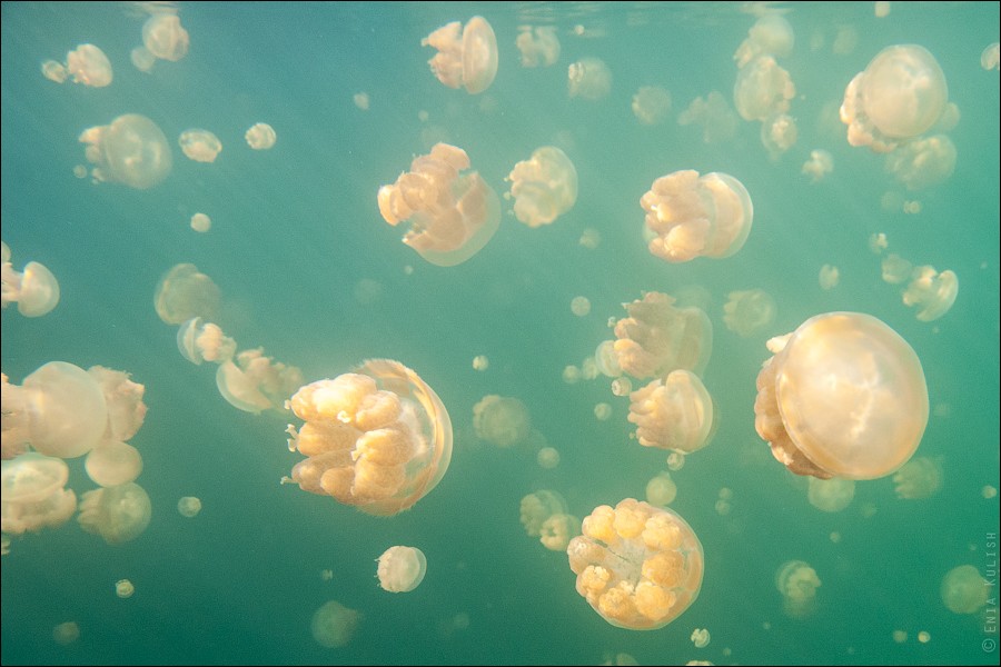 JellyfishLake31  