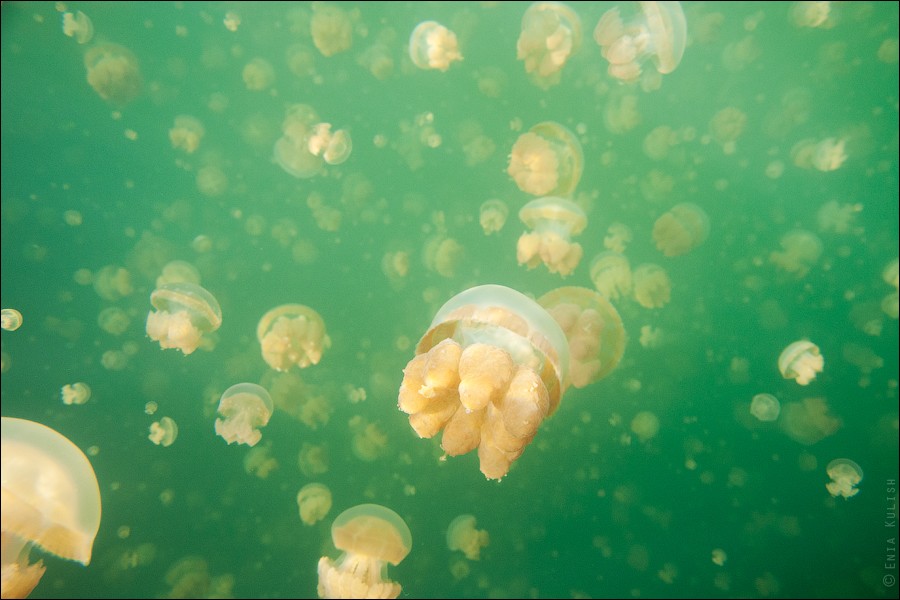 JellyfishLake34  