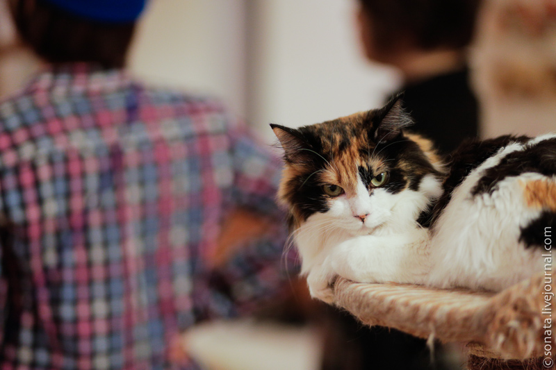 catcafe06     