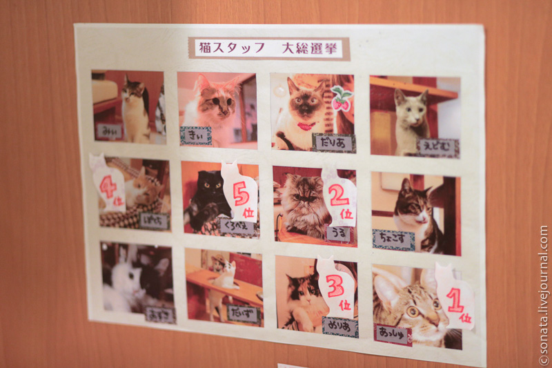 catcafe12     