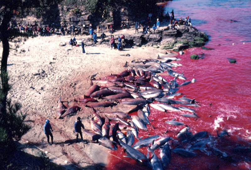 taiji delfines matanza 200114 5 3      