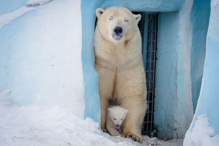 Недавно рожденный медвежонок в Новосибирском зоопарке (15 фото)