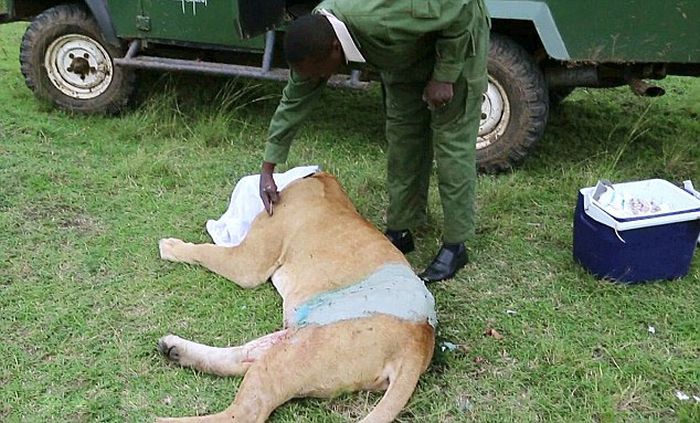 Жуткие последствия схватки львицы с буйволом (9 фото)