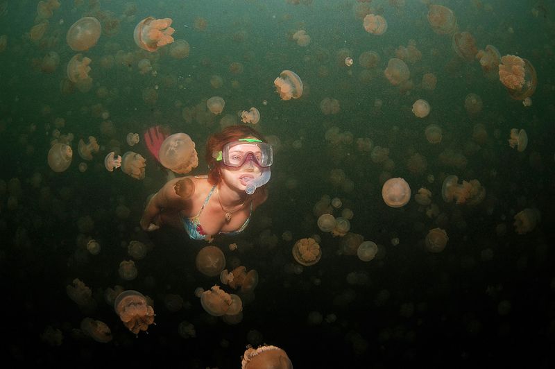  Palau. JellyFish Lake. (3 )