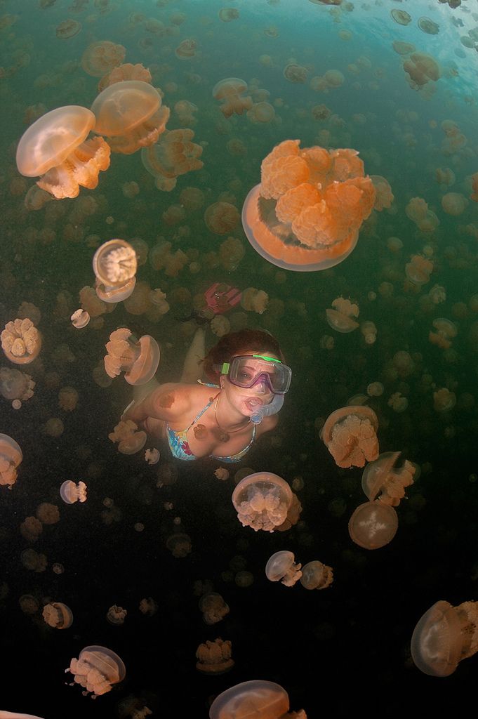  Palau. JellyFish Lake. (3 )