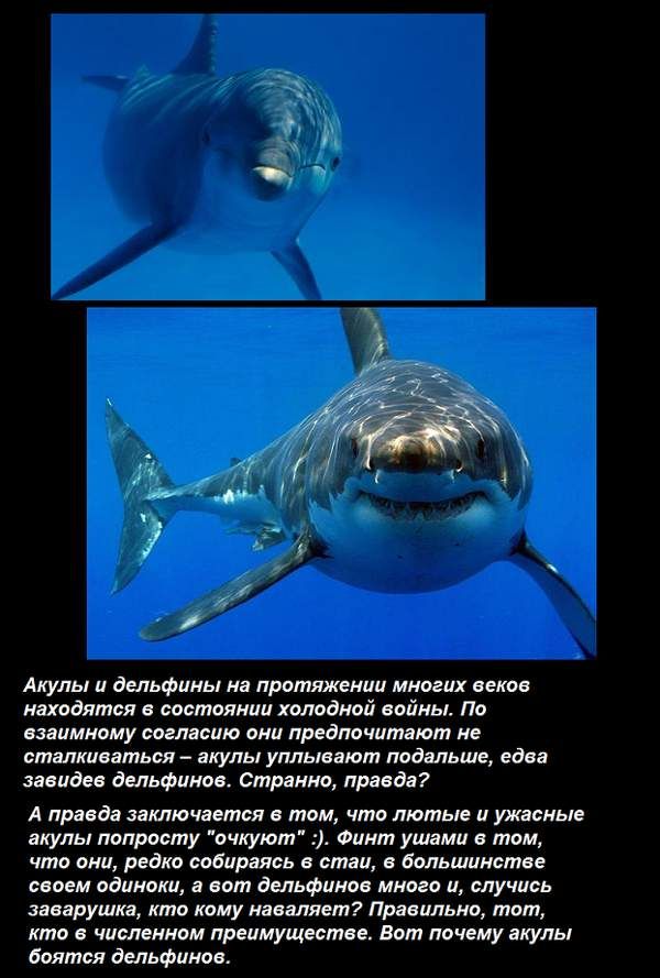 Почему дельфины не боятся акул (5 фото)