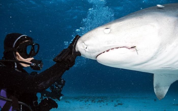 Что видит жертва акулы в последние секунды жизни (11 фото)