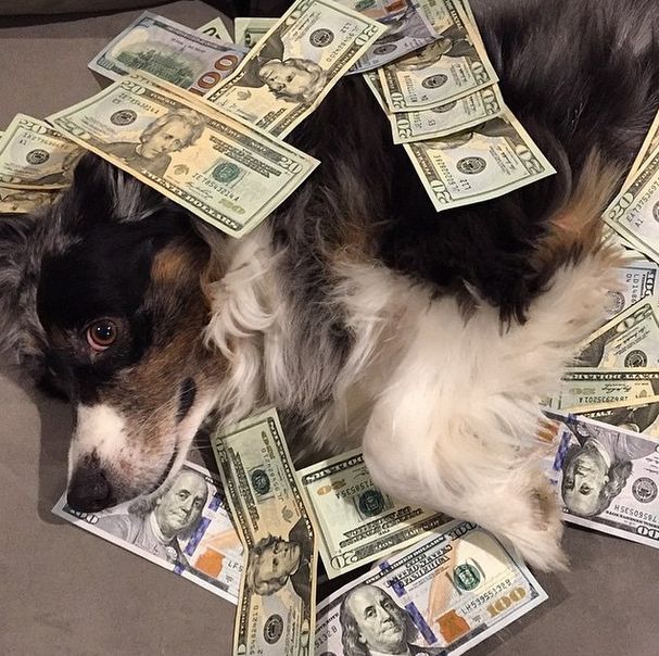 Как живут собаки богатых хозяев (32 фото)