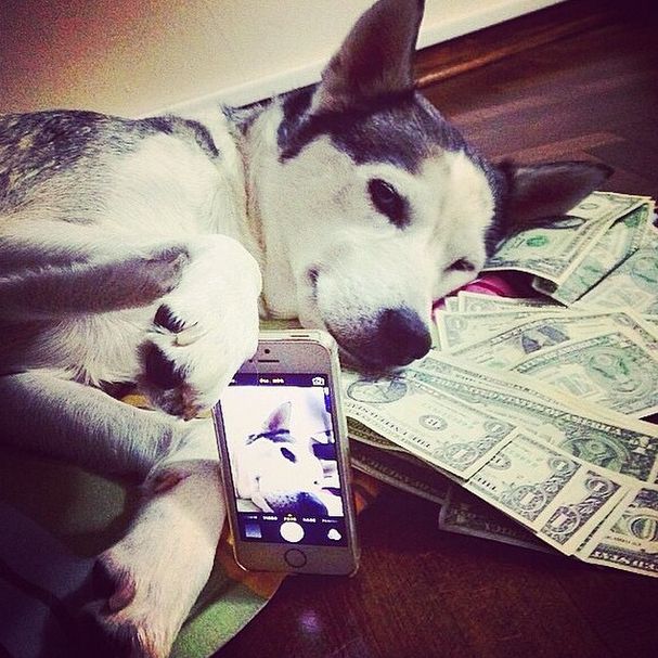 Как живут собаки богатых хозяев (32 фото)