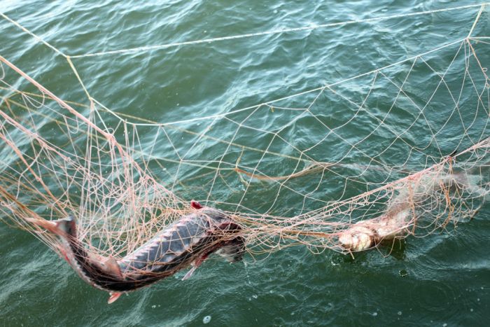 В Астраханской области ужесточат правила продажи рыболовных сетей - ВолгаПромЭксперт