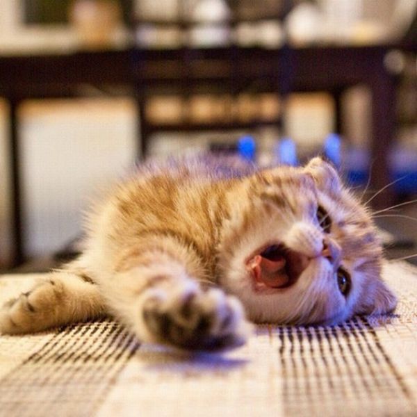 Прикольные картинки (96 фото)