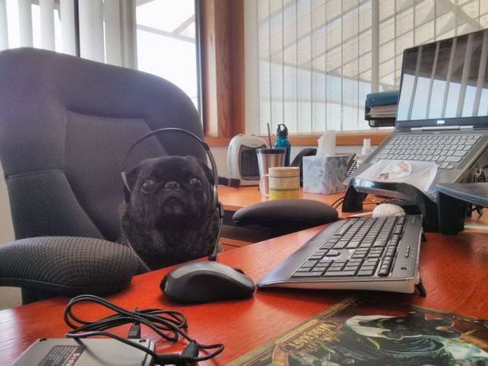 Прикольные картинки (192 фото)