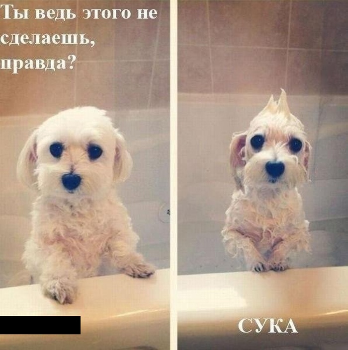 Прикольные картинки (175 фото)