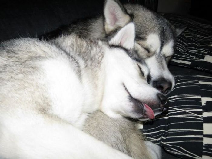 Прикольные картинки (104 фото)