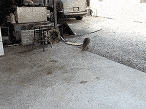 Классные гифки