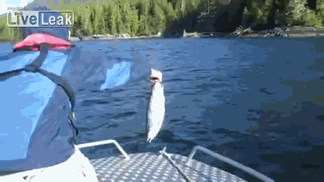 Классные гифки