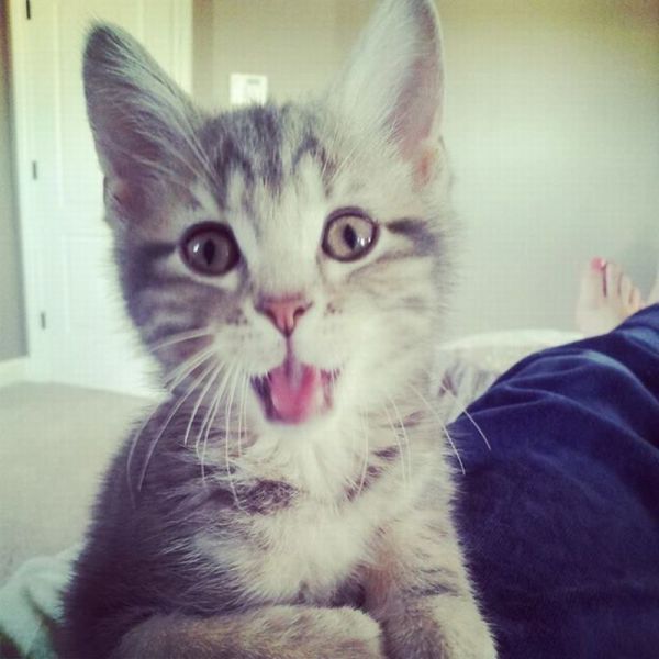 Прикольные картинки