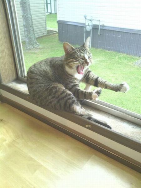 Прикольные картинки