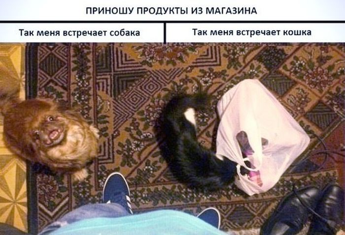 Прикольные картинки