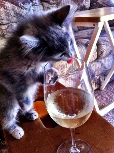 Прикольные картинки