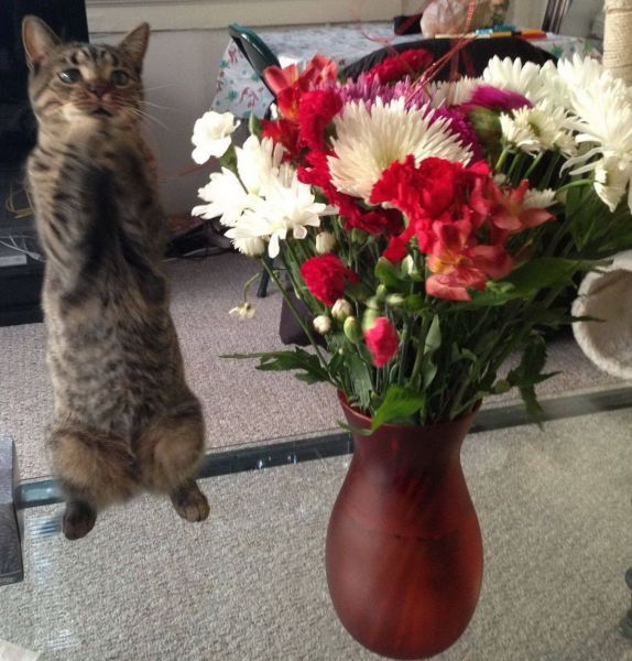 Прикольные картинки