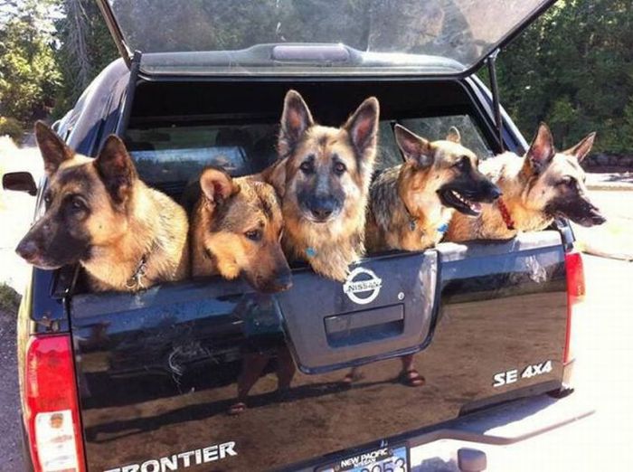 Прикольные картинки