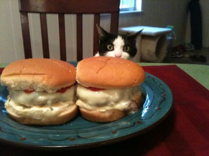 Прикольные картинки