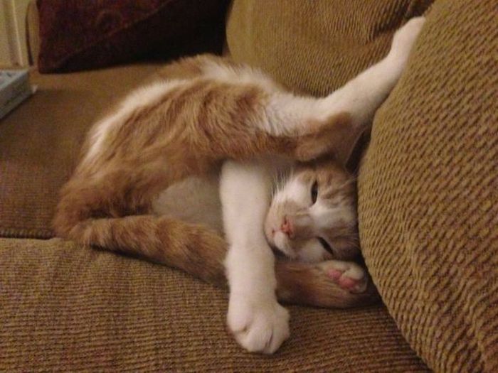 Прикольные картинки