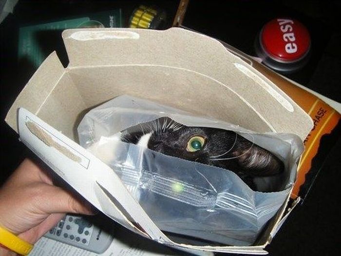 Прикольные картинки