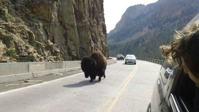 Прикольные картинки