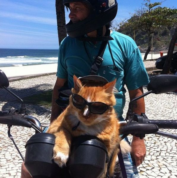 Прикольные картинки