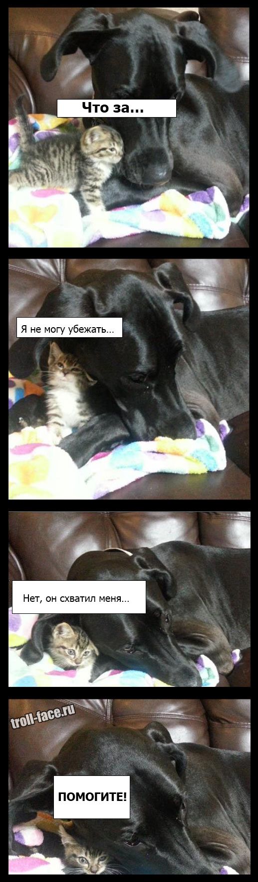 Прикольные картинки