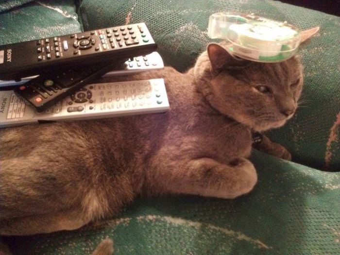 Прикольные картинки