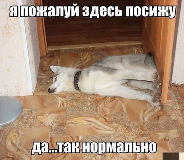 Прикольные картинки