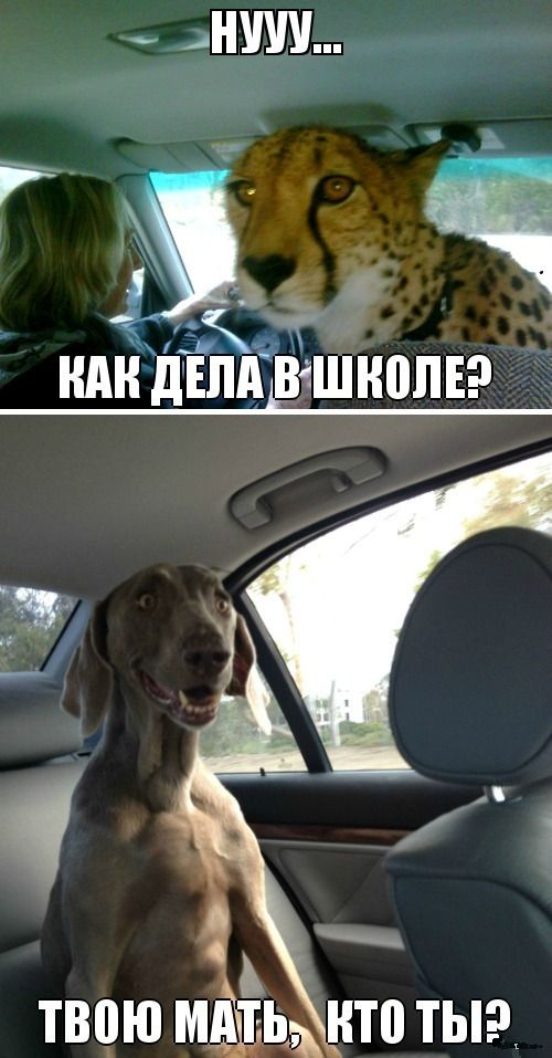 Прикольные картинки