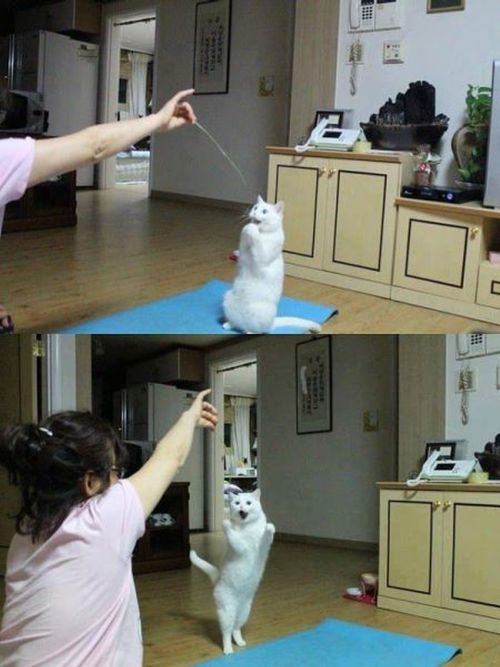 Прикольные картинки