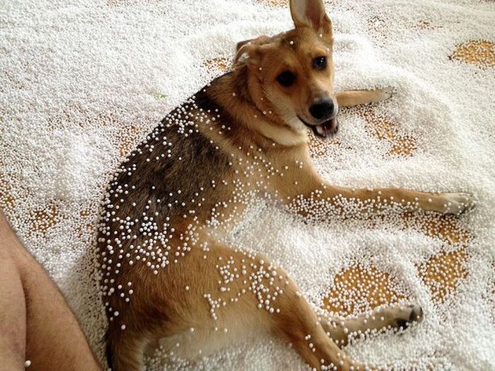 Прикольные картинки