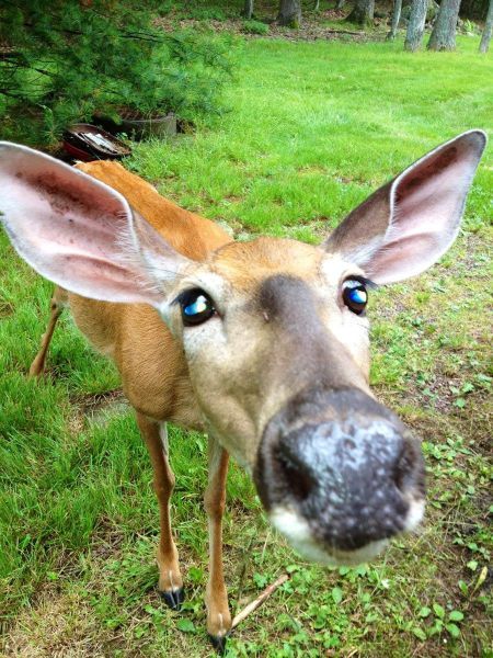 Прикольные картинки