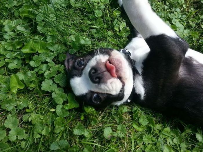 Прикольные картинки