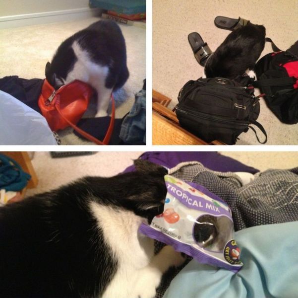 Прикольные картинки