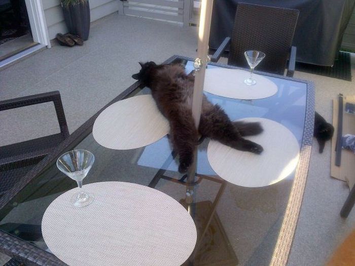 Прикольные картинки