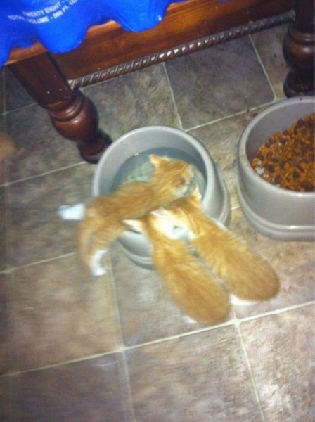 Прикольные картинки