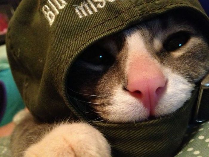 Прикольные картинки