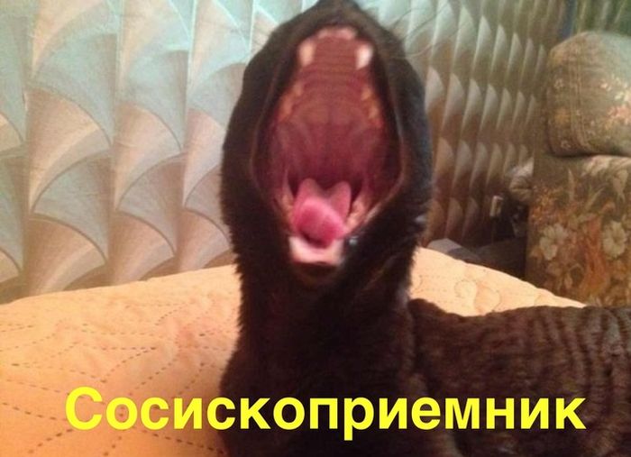 Прикольные картинки