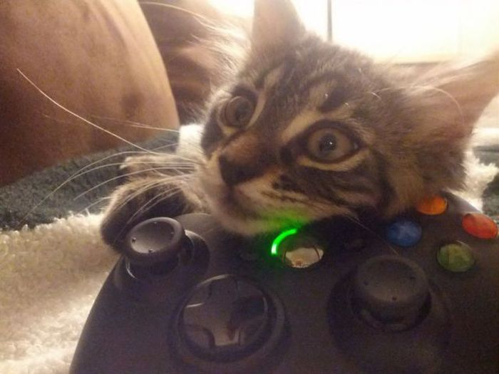 Прикольные картинки