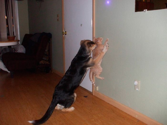 Прикольные картинки