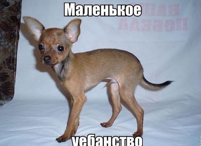 Прикольные картинки